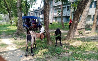 দৌলতপুরে পশুর খাবার মেরে খেলেন প্রানীসম্পদ কর্মকর্তা আব্দুল মালেক