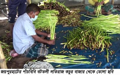 জয়পুরহাটের লতিরাজ ২৫ দেশে, নেই নির্ধারিত হাট ও প্রসেসিং প্ল্যান্ট