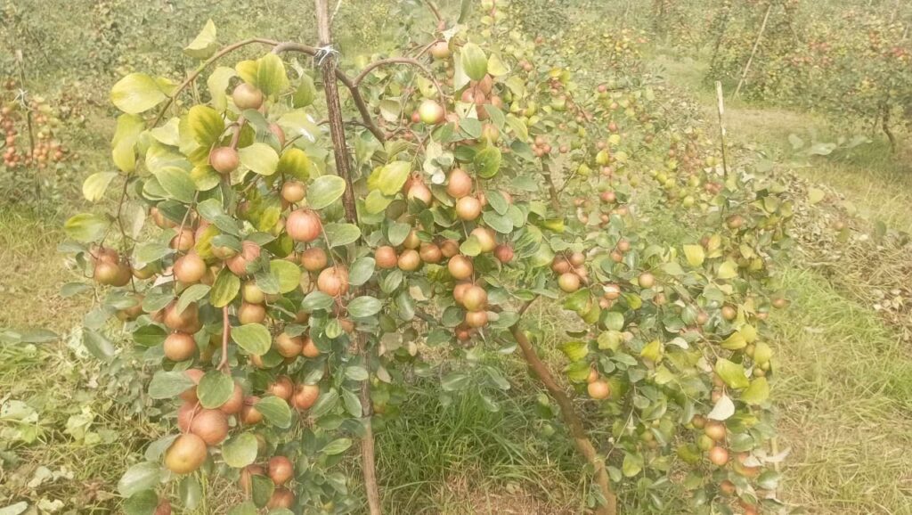 জিয়নপুর আজাদ ডাক্তার ও দুই ভাই অবসরপ্রাপ্ত সেনা সদস্য বরই চাষে সফলতা পেয়েছেন