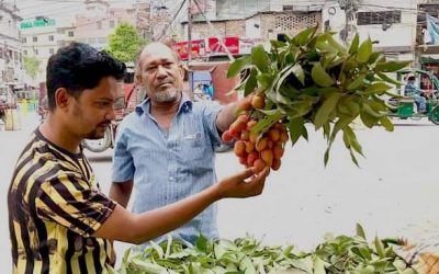 রাজশাহীর বাজারে মৌসুমের নতুন ফল দেশি জাতের লিচু