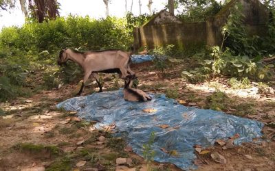 রক্ষণা বেক্ষণের অভাবে অবহেলা অযত্নে কানাহার কেন্দ্রীয় কবরস্থান