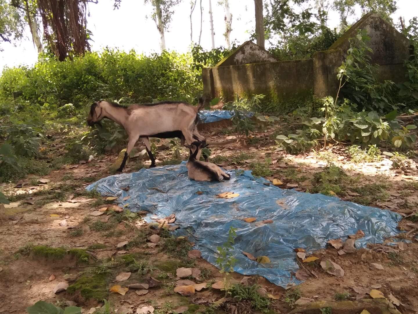 রক্ষণা বেক্ষণের অভাবে অবহেলা অযত্নে কানাহার কেন্দ্রীয় কবরস্থান