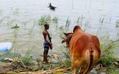 পদ্মায় ৪৭টি গরুসহ ট্রলারডুবি