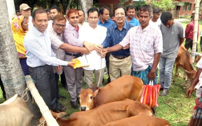 ফুলবাড়ীতে ক্ষুদ্র নৃ-গোষ্ঠিদের মাঝে ষাঁড়  বাছুর বিতরণ