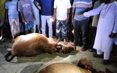 ফুলবাড়ীতে আজ্ঞাত কারনে চার গরু ও  ছাগলের মৃত্যু।