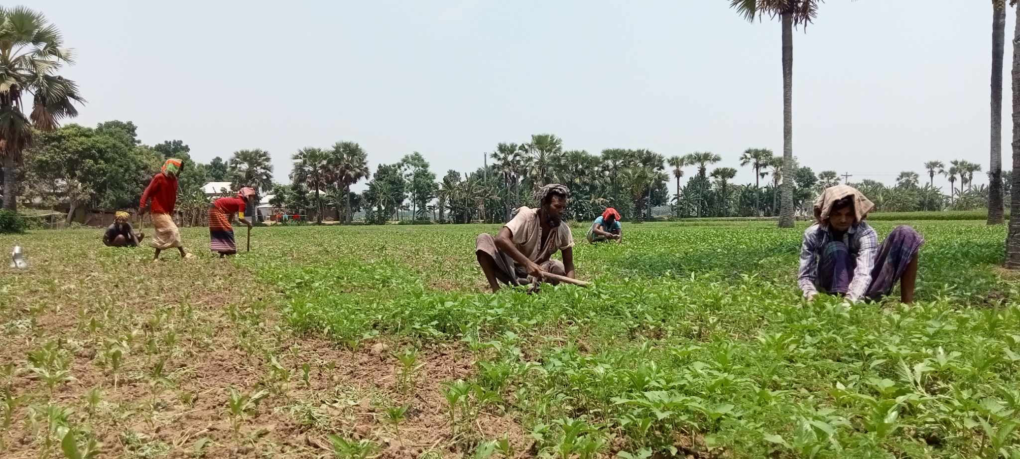 সালথায় প্রচন্ড দাবদাহে সোনালী আঁশ পাটের ব্যাপক ক্ষতির আশঙ্কা