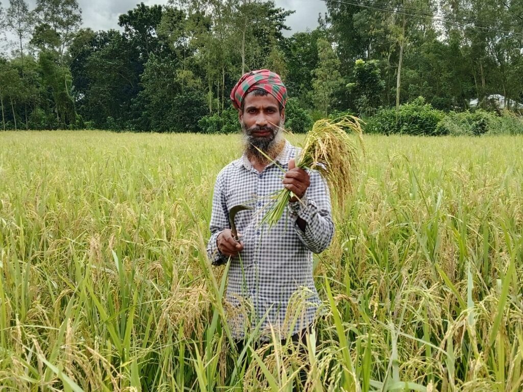 দৌলতপুরে আমন ধান কাটার উৎসব, কৃষকের মুখে হাসি 