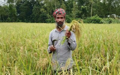 দৌলতপুরে আমন ধান কাটার উৎসব, কৃষকের মুখে হাসি 