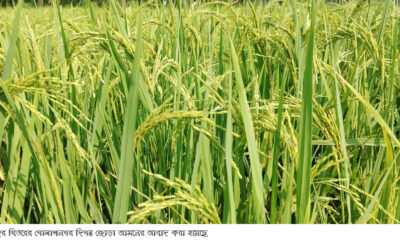 মানিকগঞ্জে ৭টি উপজেলাতে আমন ধানের শীষে দুলছে কৃষকের সোনালী দিনের স্বপ্ন