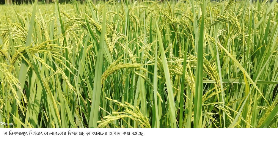 মানিকগঞ্জে ৭টি উপজেলাতে আমন ধানের শীষে দুলছে কৃষকের সোনালী দিনের স্বপ্ন
